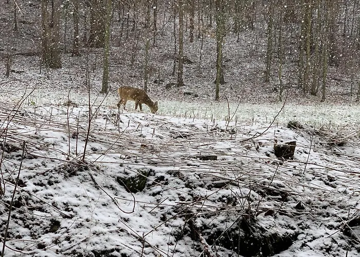 דירה Kurort Kozubnik 12